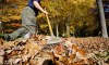 Fall Yard Cleanup